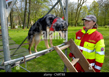 Australian Shepherd (Canis Lupus F. Familiaris) retten Hund Stockfoto