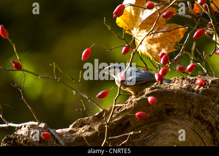 Eurasische Kleiber (Sitta Europaea), am Baumstamm mit Hagebutten, Schweiz, Sankt Gallen Stockfoto