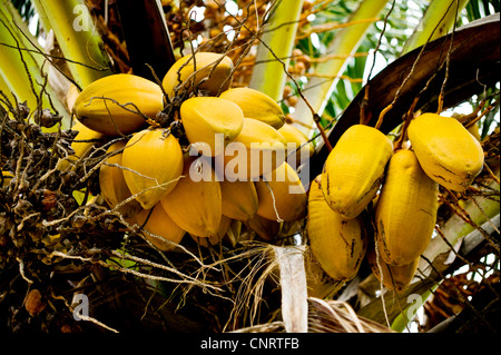 Kokospalme (Cocos Nucifera), mit fast reifen Früchten, Kenia Stockfoto