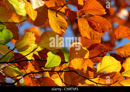 Rotbuche (Fagus Sylvatica), Herbstlaub, Deutschland Stockfoto