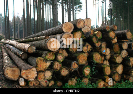 Norwegen Fichte (Picea Abies), Holzlager mit Log der Kiefer, Deutschland Stockfoto