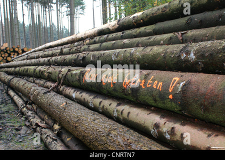 Norwegen Fichte (Picea Abies), Holzlager mit Log der Kiefer, Deutschland Stockfoto