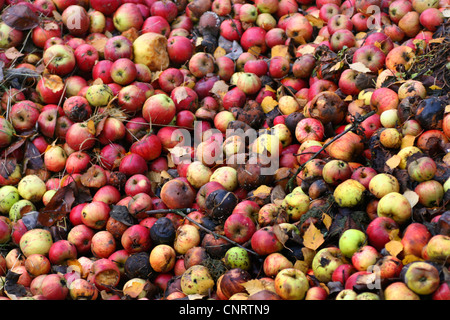 Apfel (Malus Domestica), Glücksfall Stockfoto