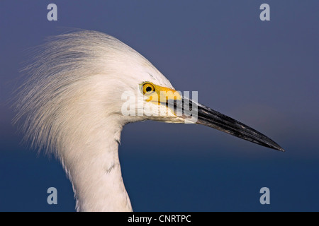 Snowy Silberreiher (Egretta unaufger), Porträt, USA, Florida Stockfoto