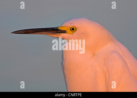 Snowy Silberreiher (Egretta unaufger), Porträt, USA, Florida Stockfoto