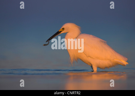 Snowy Silberreiher (Egretta unaufger), im Wasser stehend, mit gefangenen Fisch in der Rechnung, USA, Florida Stockfoto