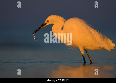 Snowy Silberreiher (Egretta unaufger), im Wasser stehend, mit gefangenen Fisch in der Rechnung, USA, Florida Stockfoto