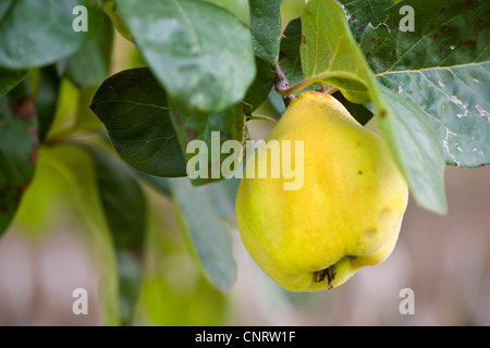 Gemeinsamen Quitte (Cydonia Oblonga), reife Frucht am Baum, Deutschland, Baden-Württemberg Stockfoto