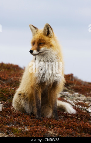 red fox (Vulpes vulpes), male with winter fur, Norway Stockfoto
