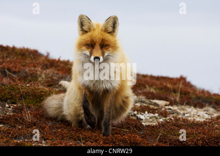 red fox (Vulpes vulpes), male with winter fur, Norway Stockfoto