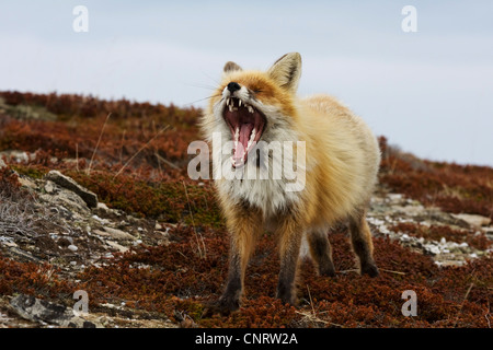 red fox (Vulpes vulpes), yawns, Norway, Finnmark Stockfoto
