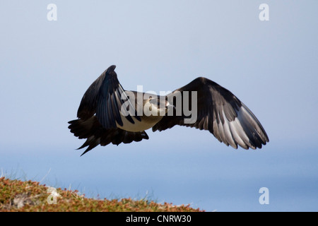 Arktisches Skua (Stercorarius Parasiticus), im Flug, Norwegen, Nordkinnhalvoya Stockfoto