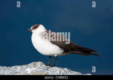 Arktisches Skua (Stercorarius Parasiticus), helle Morph auf einem Stein, Norwegen, Tromskommun Stockfoto