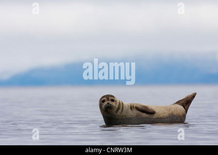 Harbor Seal, Seehunde (Phoca Vitulina), Seasl-Reste im Meer, Norwegen Stockfoto