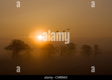 Kraniche (Grus Grus), Sunrise in Ithe Nebel mit Kränen, Schweden Stockfoto