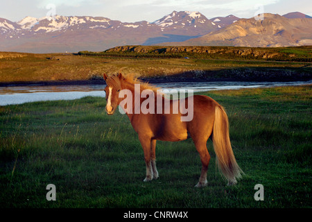 Isländisches Pferd, Island Pony (Equus Przewalskii F. Caballus), stehend auf Wiese, Bergkulisse im Hintergrund, Island, Snaefellsnes Stockfoto