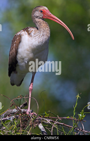 weißer Ibis (Eudocimus Albus), juvenile ruht auf einen Zweig, USA, Florida, Everglades Nationalpark Stockfoto