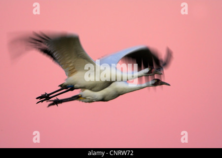 Schreikranich (Grus Americana), zwei Personen fliegen vor Abend glühen, USA, Florida Stockfoto