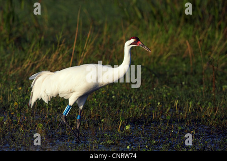 Schreikranich (Grus Americana), Nahrungssuche in einem Sumpf, USA, Florida Stockfoto