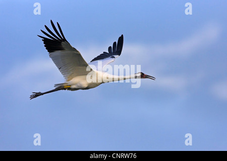 Schreikranich (Grus Americana), fliegen, USA, Florida Stockfoto