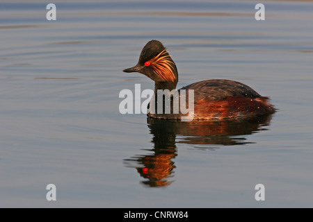 Schwarzhalstaucher (Podiceps Nigricollis), Schwimmen, mit Spiegelbild, Deutschland, Baden-Württemberg, Wagbachniederung Stockfoto