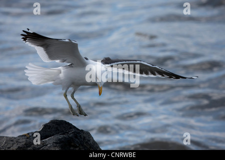 Kelp Gull (Larus Dominicanus Dominicanus) Erwachsenen Zucht Gefieder Landung auf einem Felsen in Ushuaia, Feuerland, Argentinien. Stockfoto