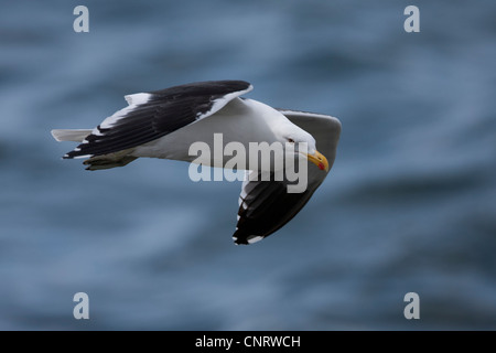 Kelp Gull (Larus Dominicanus Dominicanus) Erwachsenen Zucht Gefieder während des Fluges in Ushuaia, Feuerland, Argentinien. Stockfoto