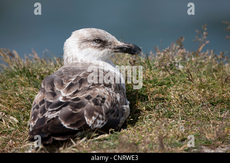 Kelp Gull (Larus Dominicanus Dominicanus) erste Sommer Gefieder Gefieder in Ushuaia, Feuerland, Argentinien. Stockfoto