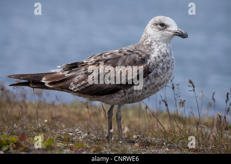 Kelp Gull (Larus Dominicanus Dominicanus) erste Sommer Gefieder Gefieder in Ushuaia, Feuerland, Argentinien. Stockfoto