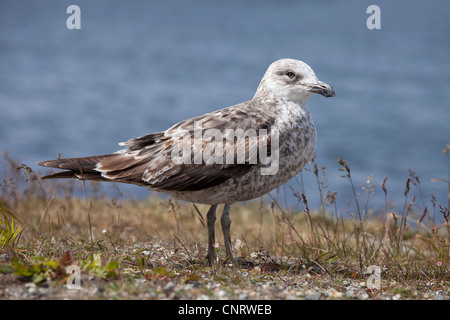 Kelp Gull (Larus Dominicanus Dominicanus) erste Sommer Gefieder Gefieder in Ushuaia, Feuerland, Argentinien. Stockfoto