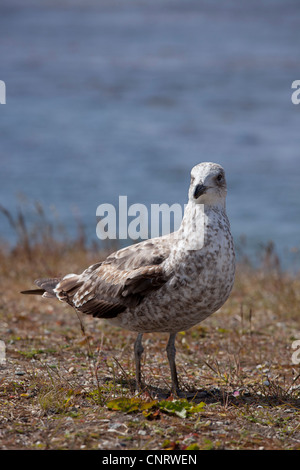 Kelp Gull (Larus Dominicanus Dominicanus) erste Sommer Gefieder Gefieder in Ushuaia, Feuerland, Argentinien. Stockfoto