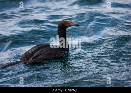 Magellan Kormoran (Phalacrocorax Magellanicus) in Ushuaia, Feuerland, Argentinien. Stockfoto