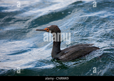 Magellan Kormoran (Phalacrocorax Magellanicus) in Ushuaia, Feuerland, Argentinien. Stockfoto