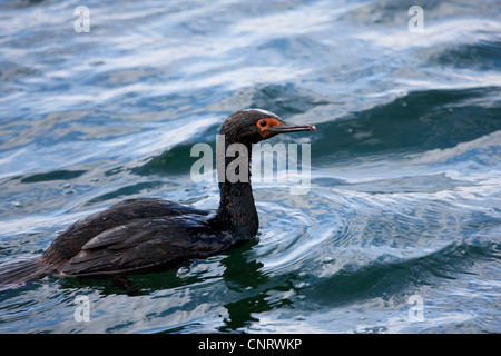 Magellan Kormoran (Phalacrocorax Magellanicus) in Ushuaia, Feuerland, Argentinien. Stockfoto