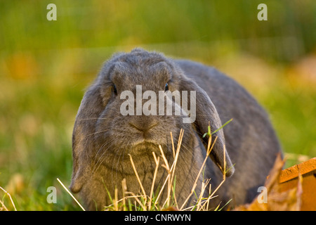Zwerg Kaninchen Stockfoto, Bild: 62369805 - Alamy