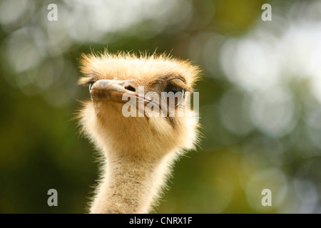 Strauß (Struthio Camelus), Portrait im Gegenlicht Stockfoto