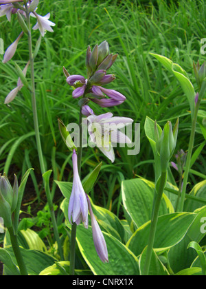 Wegerich Lily (Hosta Fortunei), Sorte Aureomarginata, blühen Stockfoto