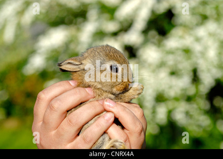 Zwerg Kaninchen (Oryctolagus Cuniculus F. Domestica), zwei Hände halten ein Welpe, fast vier Wochen alt Stockfoto