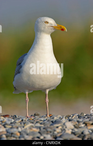 Hering-Möve (Larus Argentatus), stehend auf dem Kies Strand, Deutschland, Schleswig-Holstein, Helgoland Stockfoto