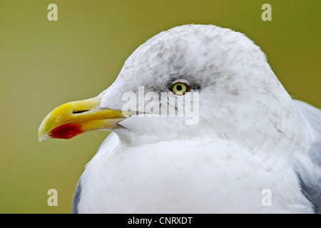 Silbermöwe (Larus Argentatus), Porträt, Niederlande, Texel Stockfoto