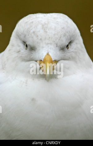 Silbermöwe (Larus Argentatus), Porträt, Niederlande, Texel Stockfoto