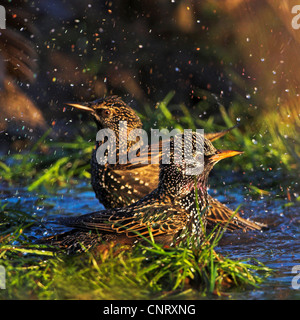 gemeinsamen Star (Sturnus Vulgaris), zwei Personen, Baden, Deutschland, Rheinland-Pfalz Stockfoto