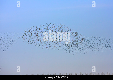 gemeinsamen Star (Sturnus Vulgaris), fliegen Herde, Deutschland, Rheinland-Pfalz Stockfoto