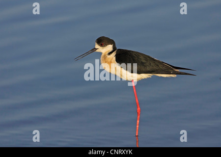 Stelzenläufer (Himantopus Himantopus), stehend im Wasser, Griechenland, Lesbos Stockfoto