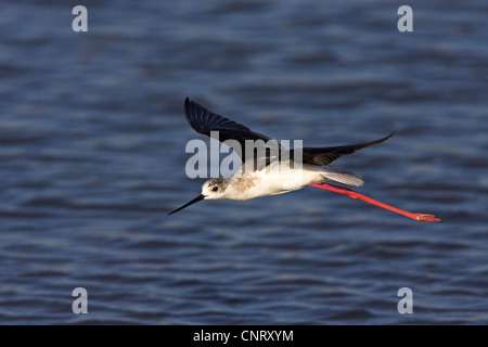 Stelzenläufer (Himantopus Himantopus), fliegen, Griechenland, Lesbos Stockfoto