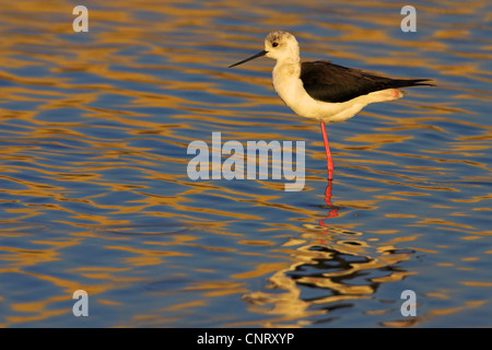 Stelzenläufer (Himantopus Himantopus), stehend im Wasser, Griechenland, Lesbos Stockfoto