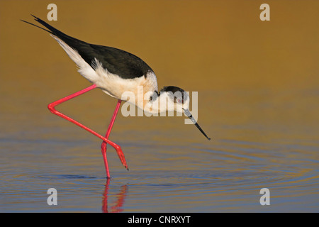 Stelzenläufer (Himantopus Himantopus), Nahrungssuche in der Wasser, Griechenland, Lesbos Stockfoto