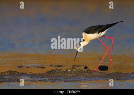 Stelzenläufer (Himantopus Himantopus), am Nest, Blick auf das Ei, Griechenland, Lesbos Stockfoto