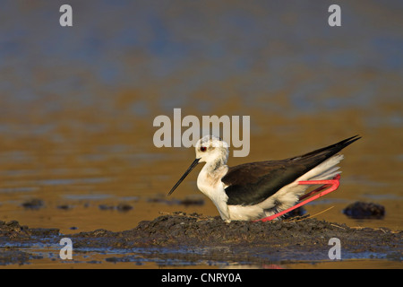 Stelzenläufer (Himantopus Himantopus), Zucht sorgfältig, Griechenland, Lesbos Stockfoto