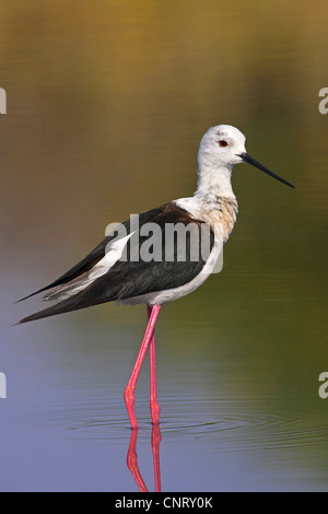 Stelzenläufer (Himantopus Himantopus), stehend im Wasser, Griechenland, Lesbos Stockfoto